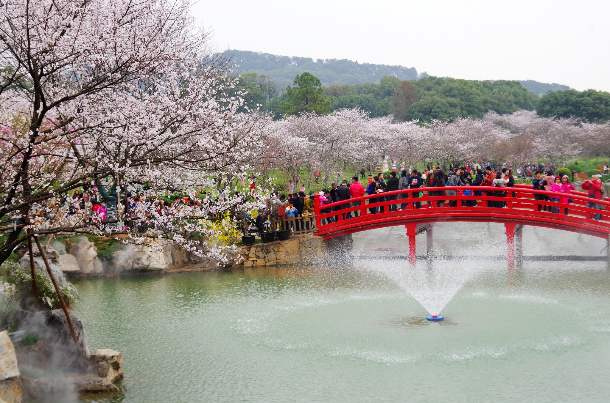 东湖樱花园         