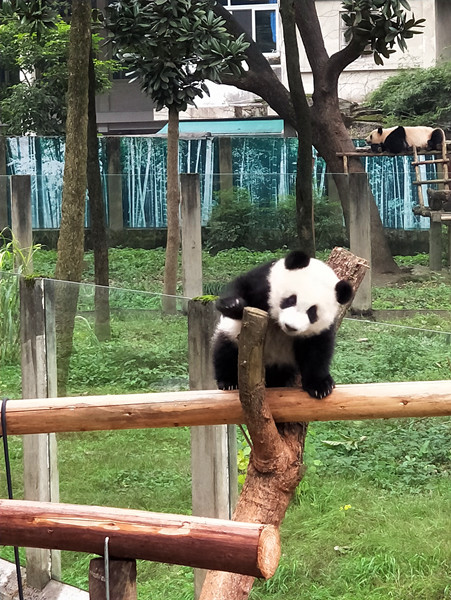 2020漫步重庆动物园熊猫馆