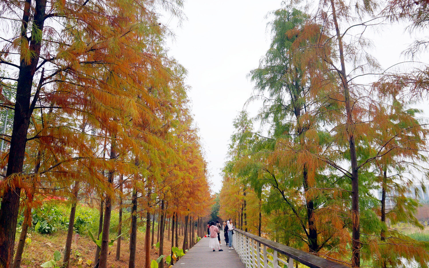 天河湿地公园丨感受南方专属的冬日秋意,广州旅游攻略