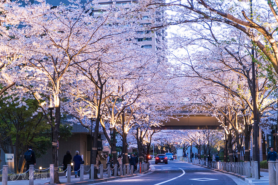 【日本】最全东京樱花实拍指南,纪念平成年最后的樱花