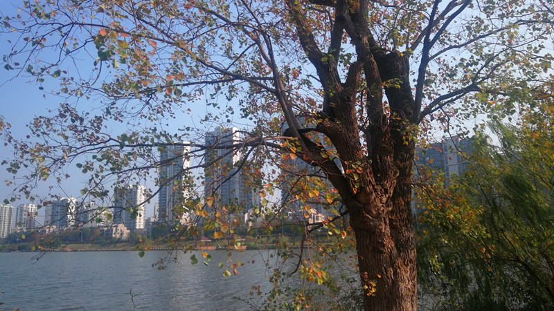 江西吉安：秋意盎然的庐陵湖_游记