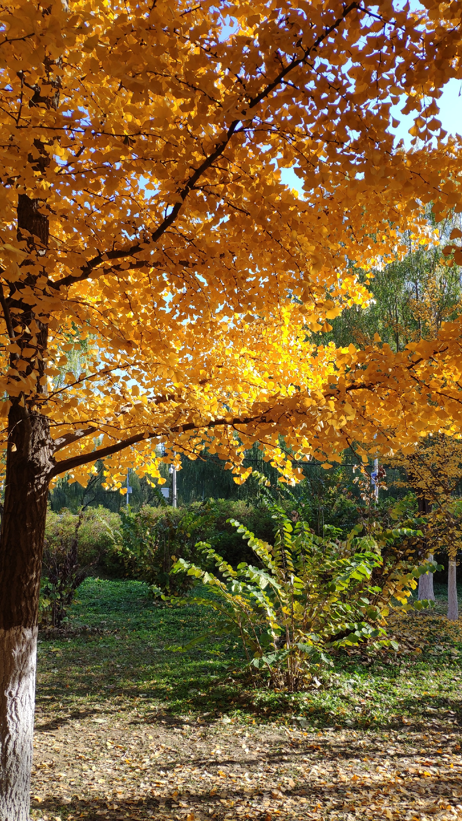 北京娱乐-御丰观光采摘园