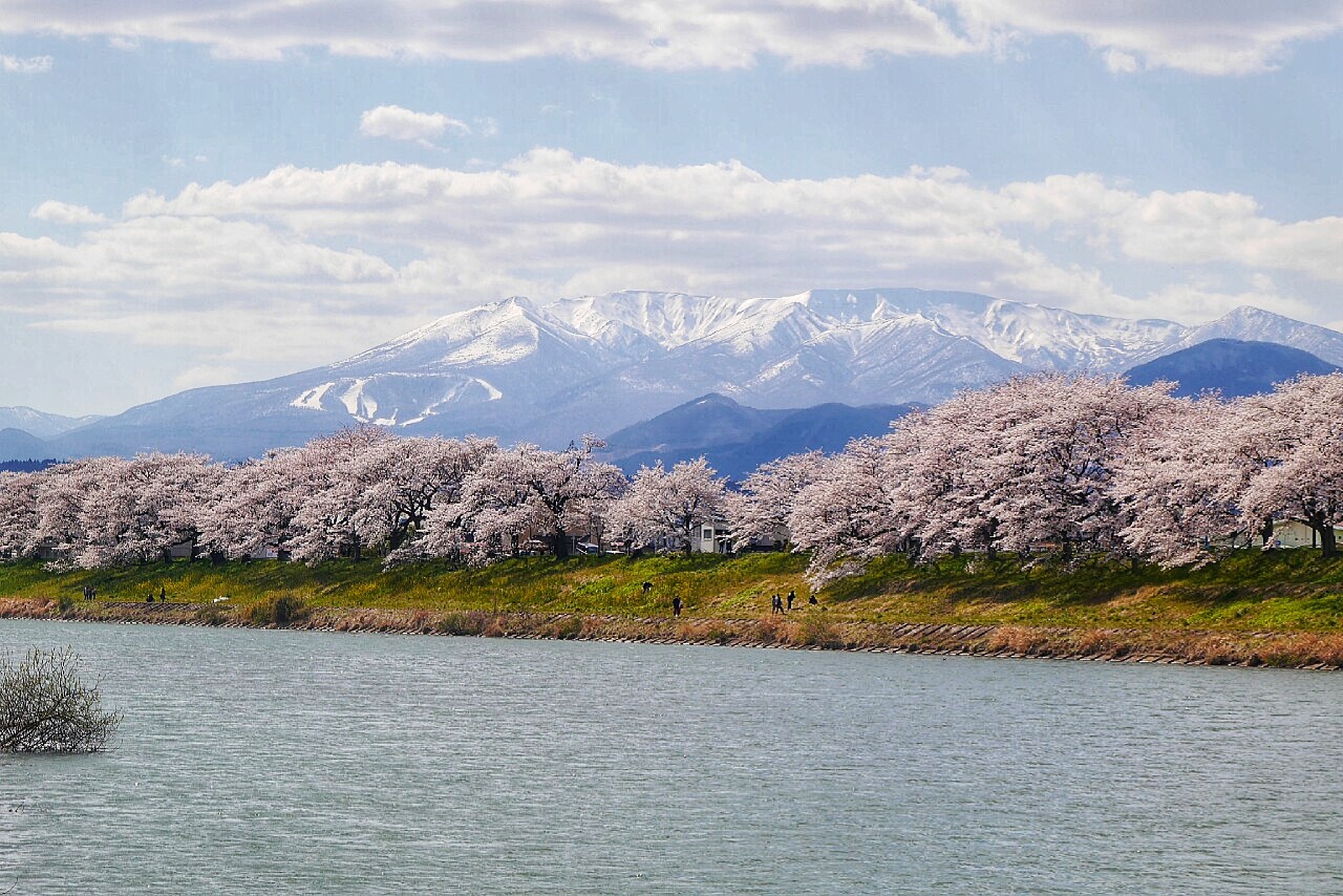 19 4月10 25日本櫻花2 白石川堤 船岡城址 榴岡公園 花見山 信夫山 黑磯公園 宫城郡旅游攻略 马蜂窝