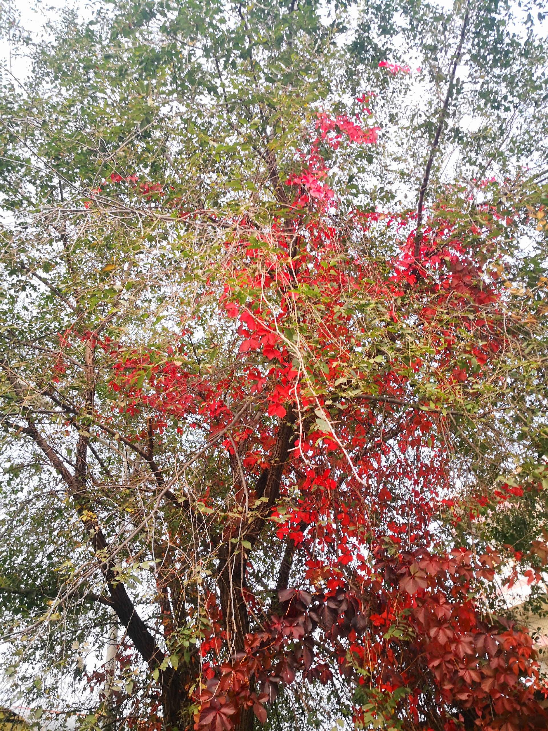 北戴河美食-水兮木原别墅酒店·拾光小馆餐厅