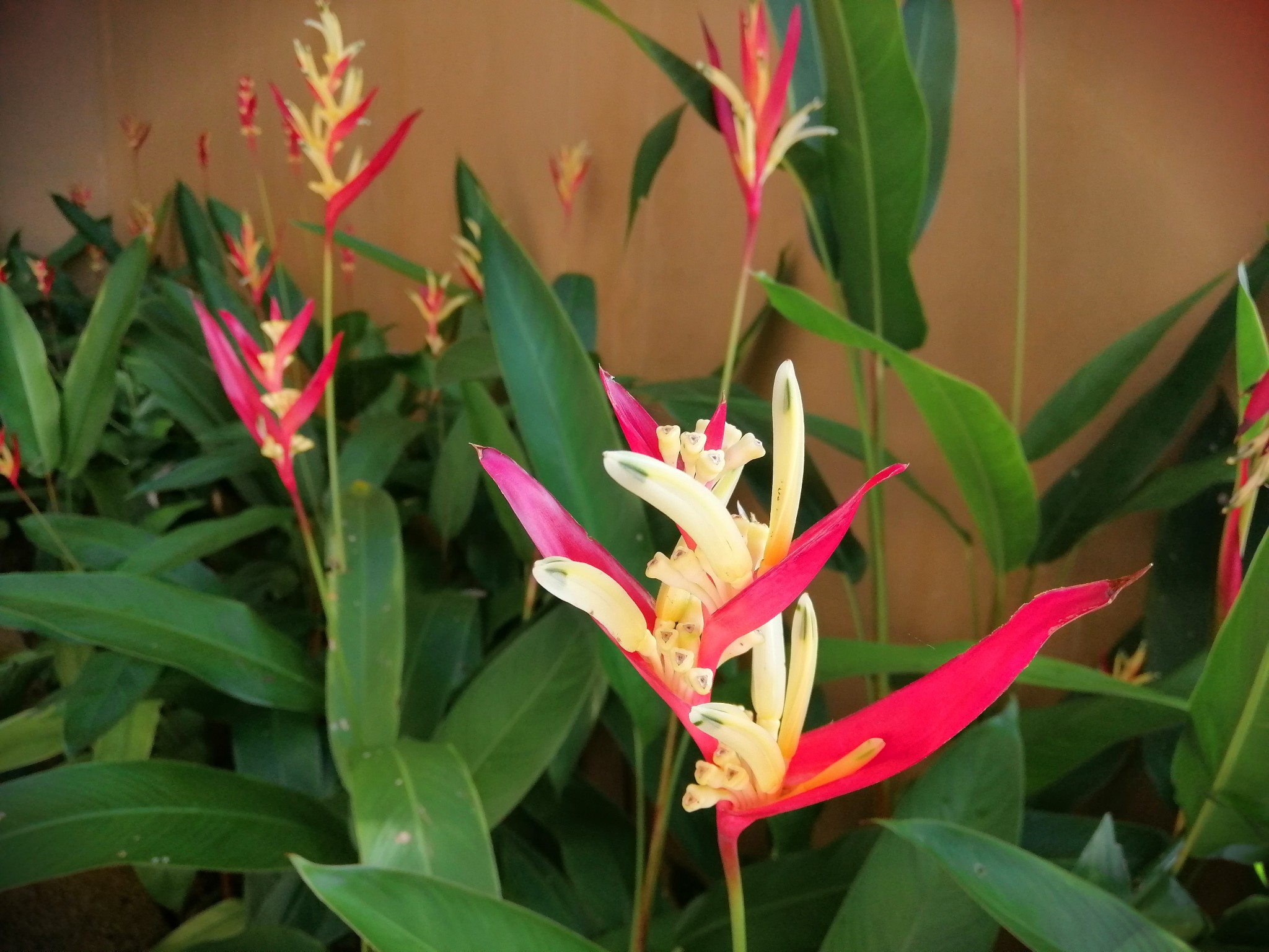 泰国旅游记（上）