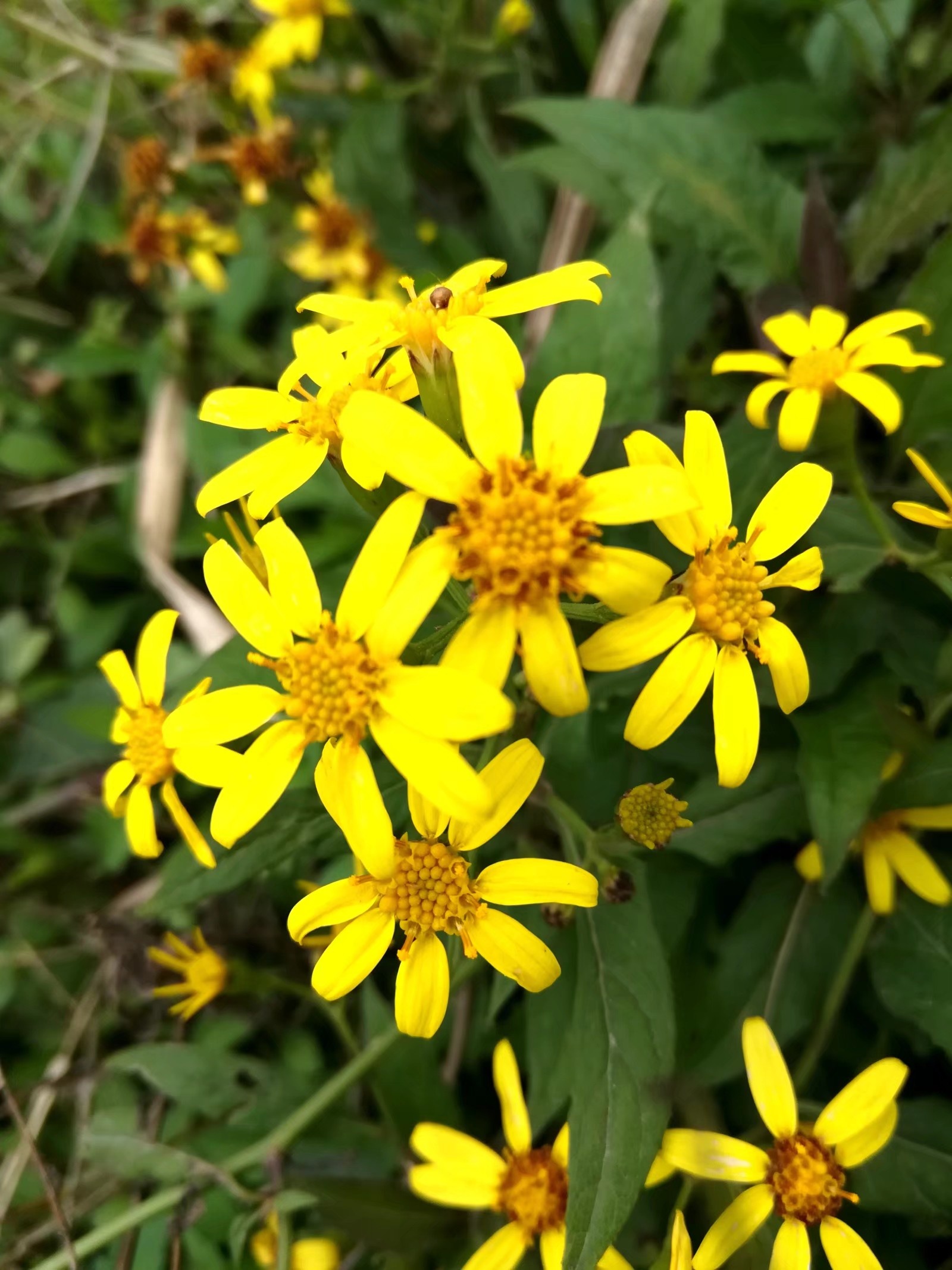 【南川景点图片】三秀油菜花