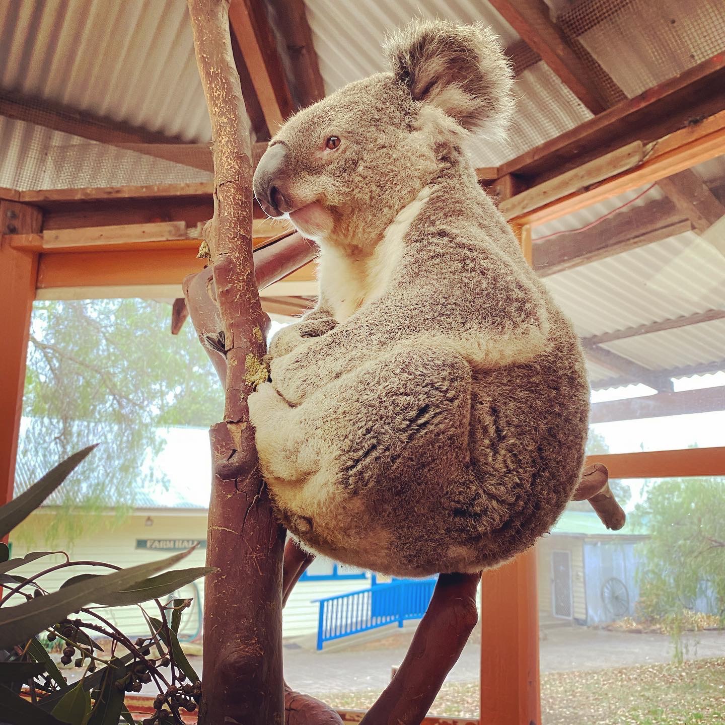 新南威尔士娱乐-费尔非尔德市农场