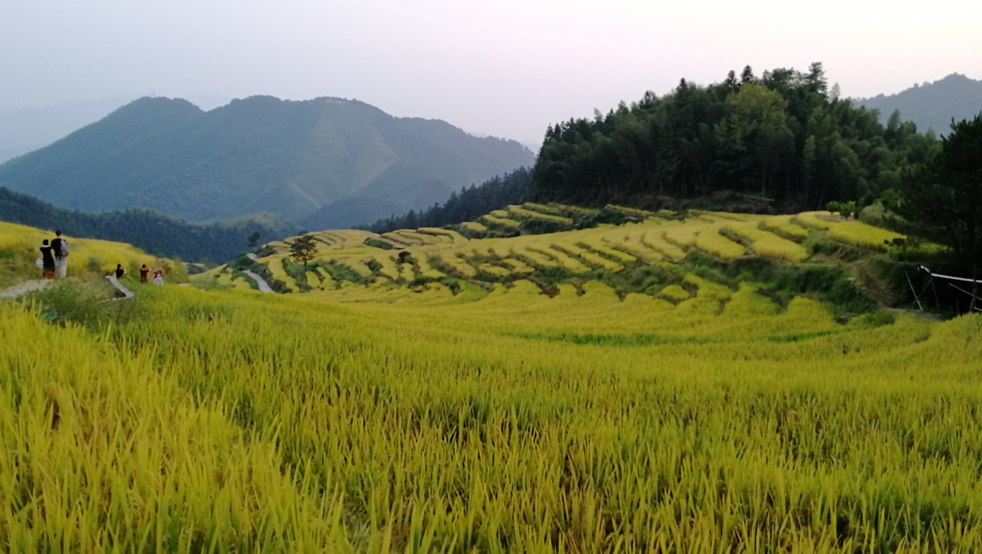 2019国庆节清远连山欧家梯田 ，寻觅农家稻米油...