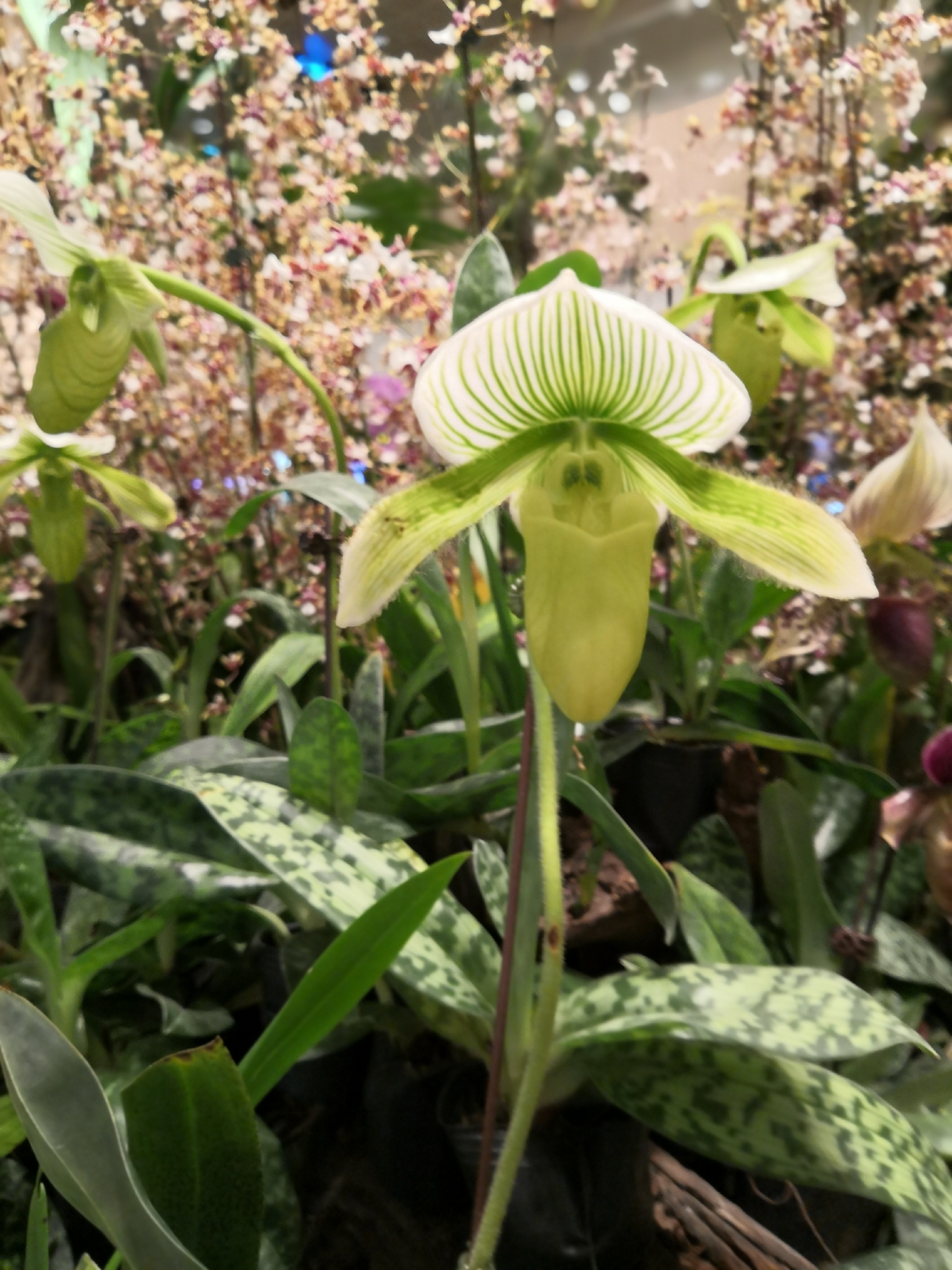 新加坡美食-星巴克(樟宜机场T2)