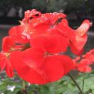 春暖花开