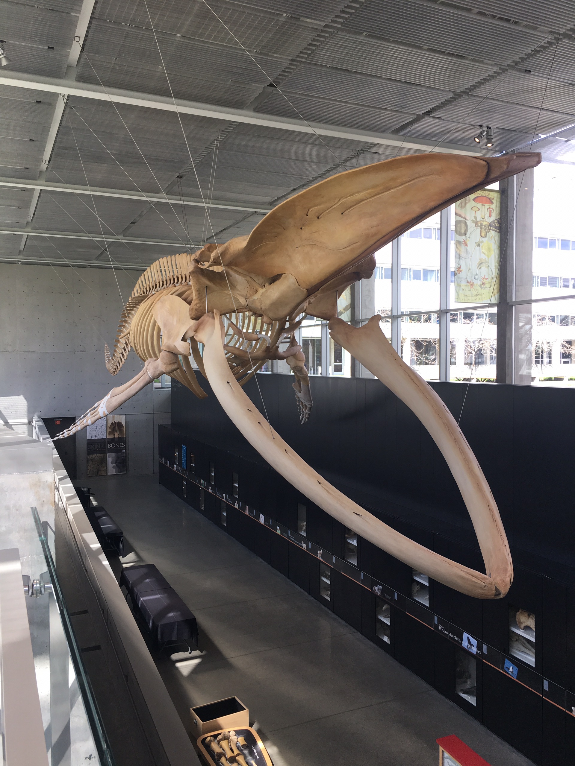 温哥华美食-Starbucks