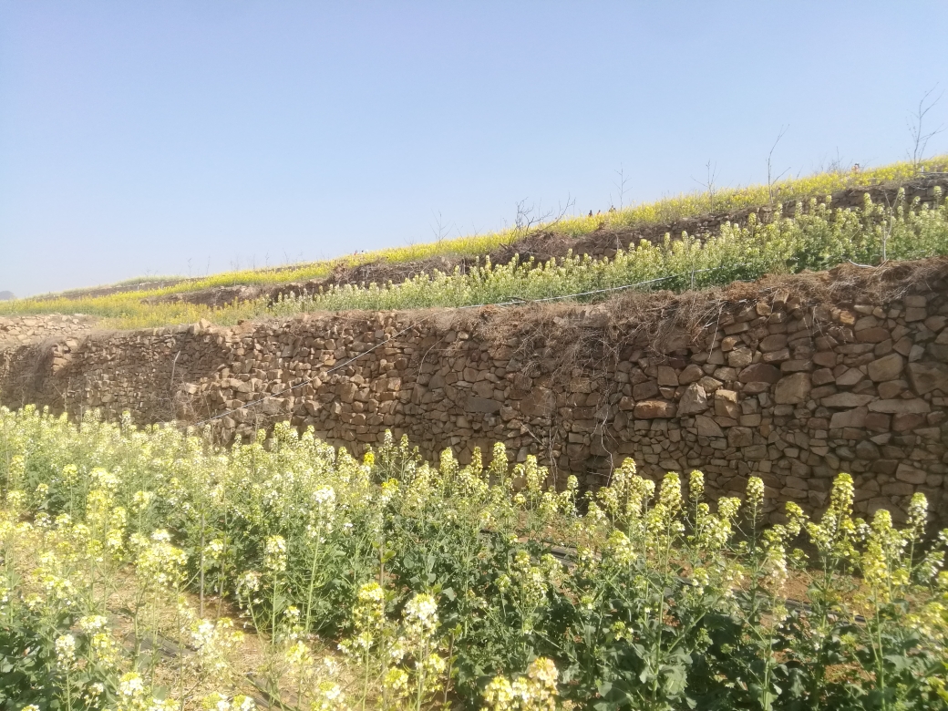 多彩的油菜花_游记