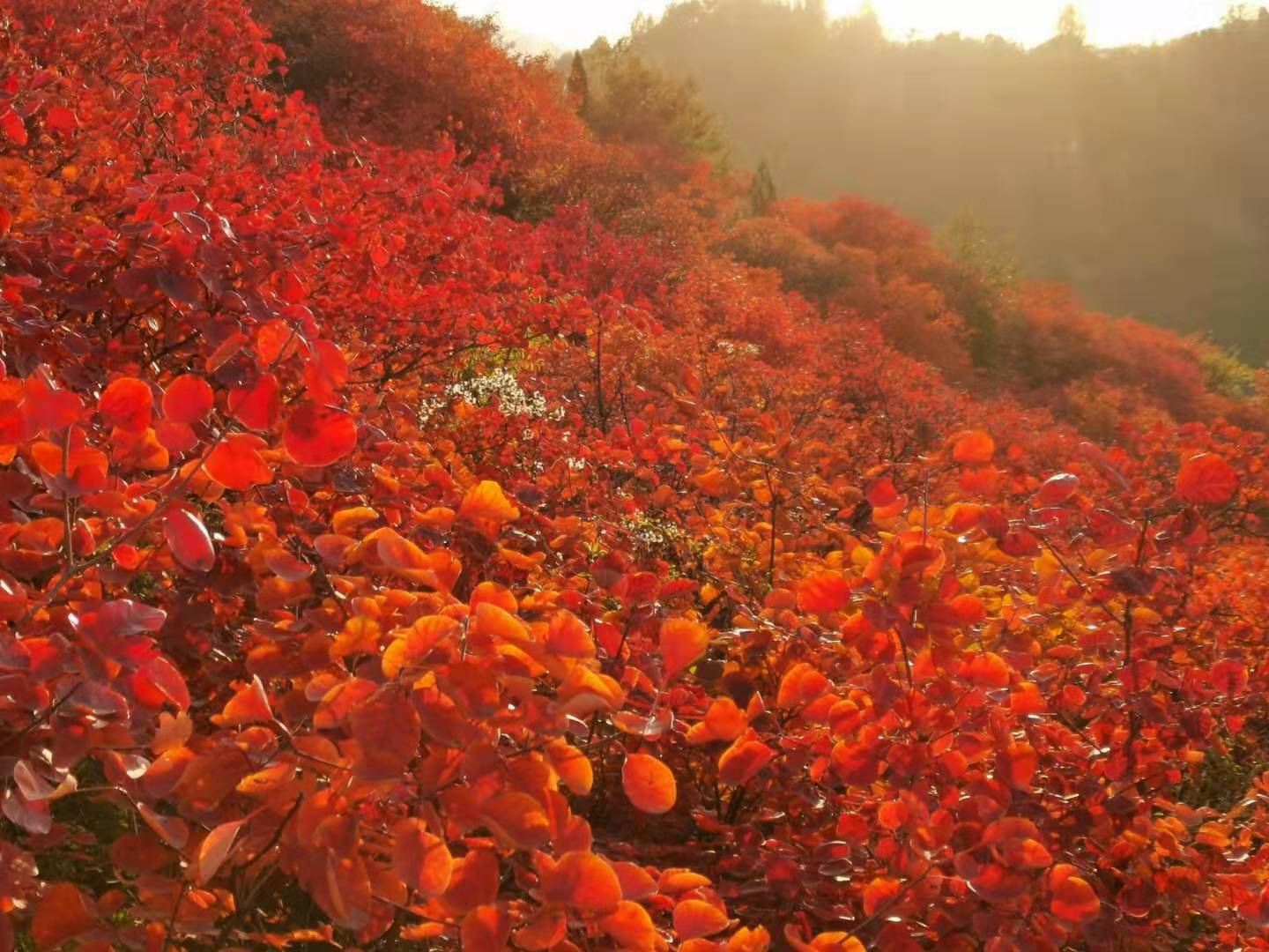 秋日红叶——相约巩义长寿山_游记