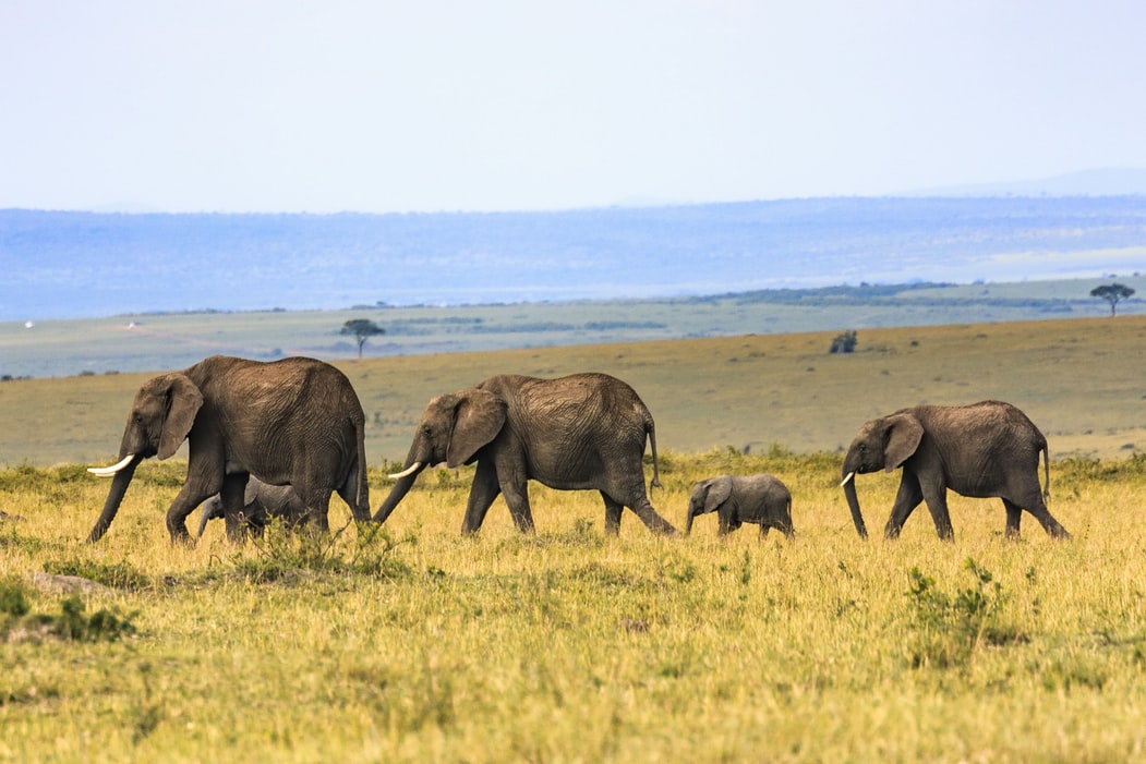 从动物世界到王朝走进纪录片中的壮美非洲