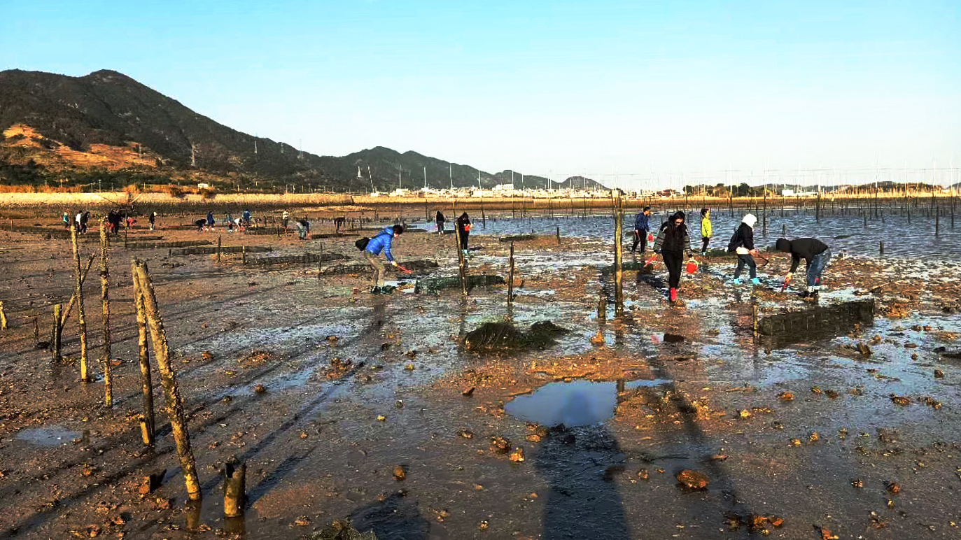福建霞浦滩涂赶海一日游(北岐 杨家溪 牛屿滩涂)2人成