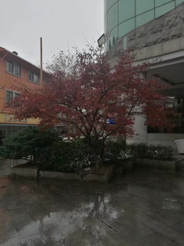 2019年庐山枫叶什么时候红?哪个时间最好看?想去赏秋 !