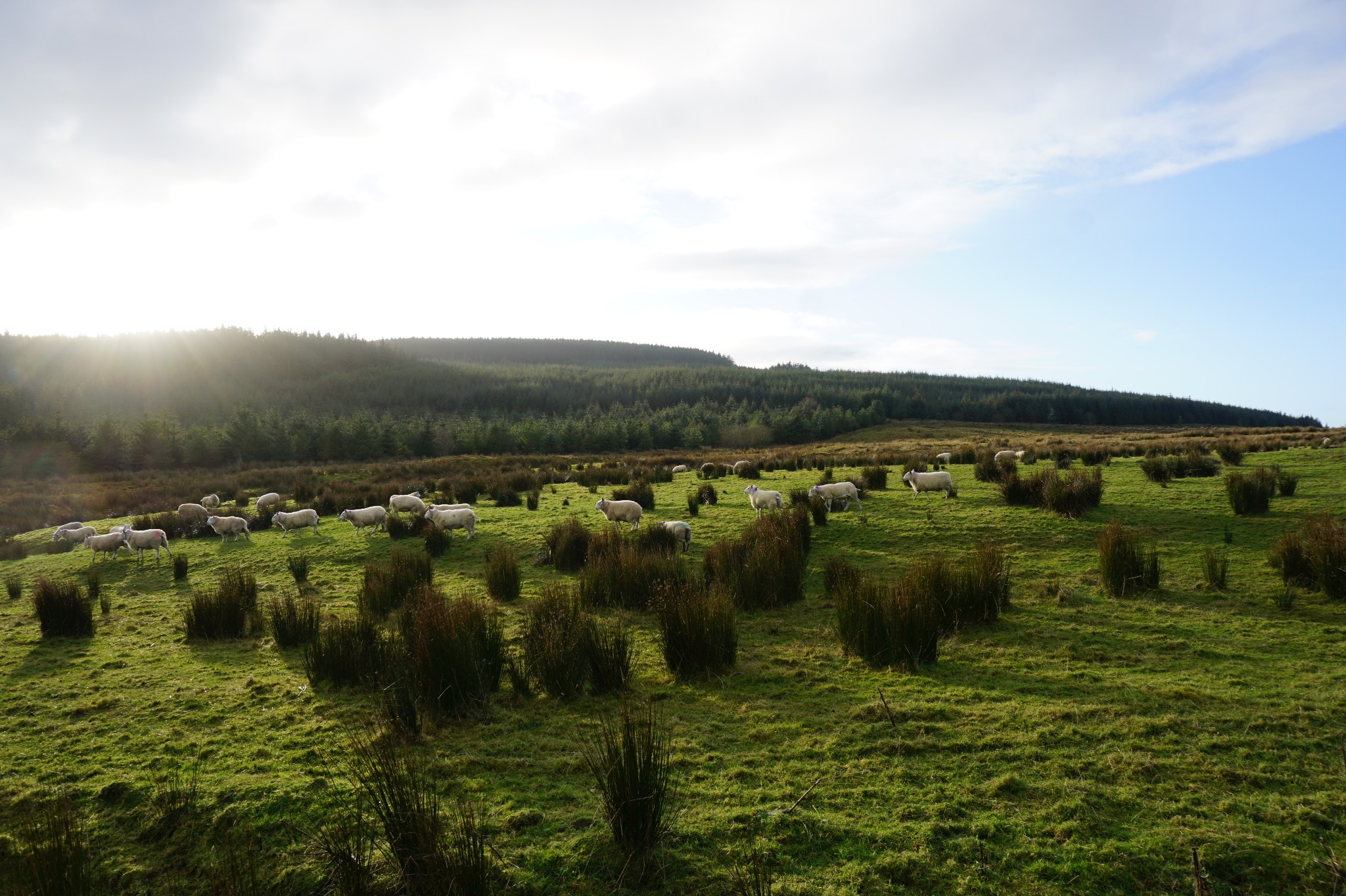 当“麦芽小时候”遇到“贝尔小石头”——小麦芽北爱尔兰亲子萌游记_游记