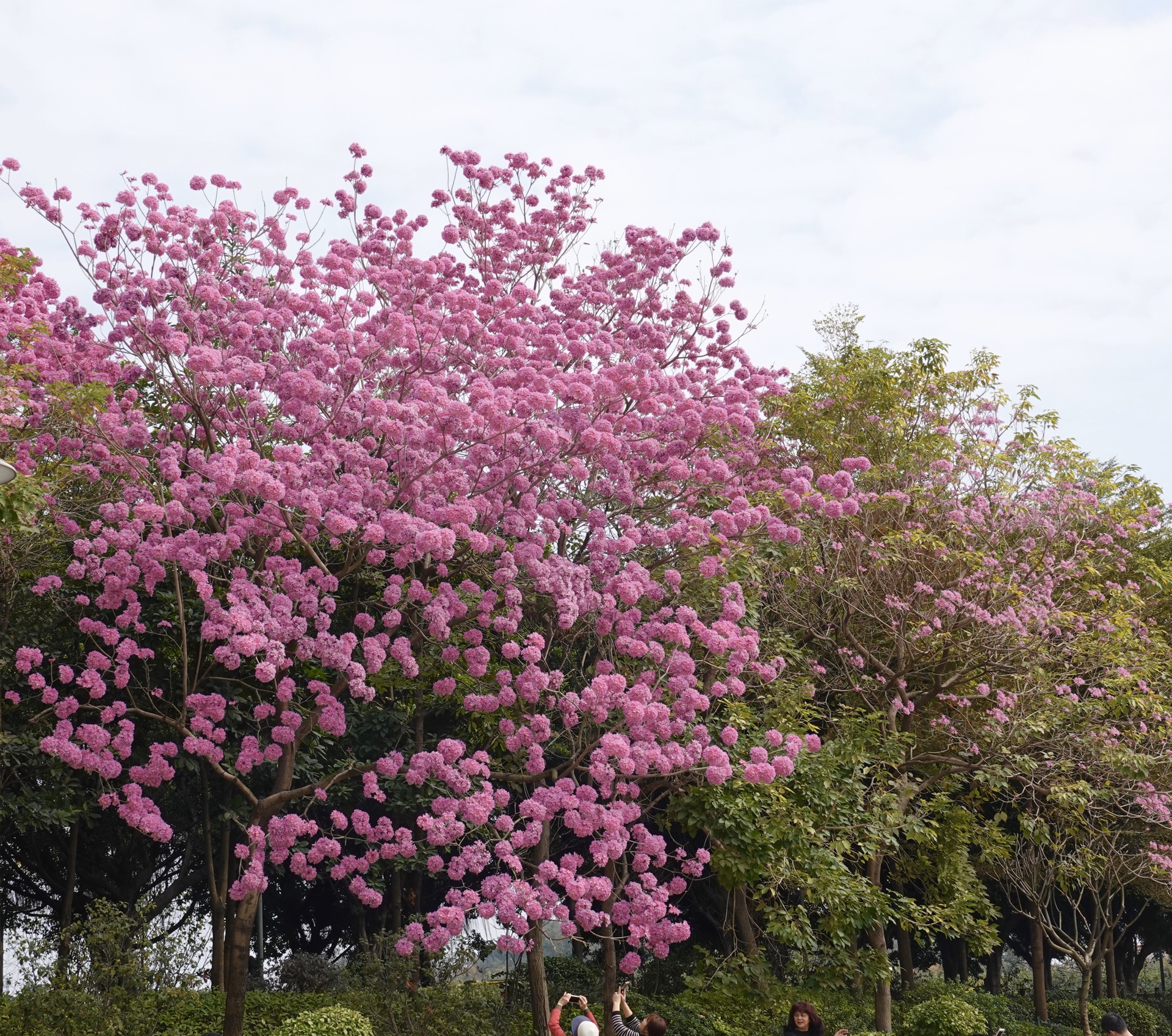 花都湖公园（广州系列）_游记