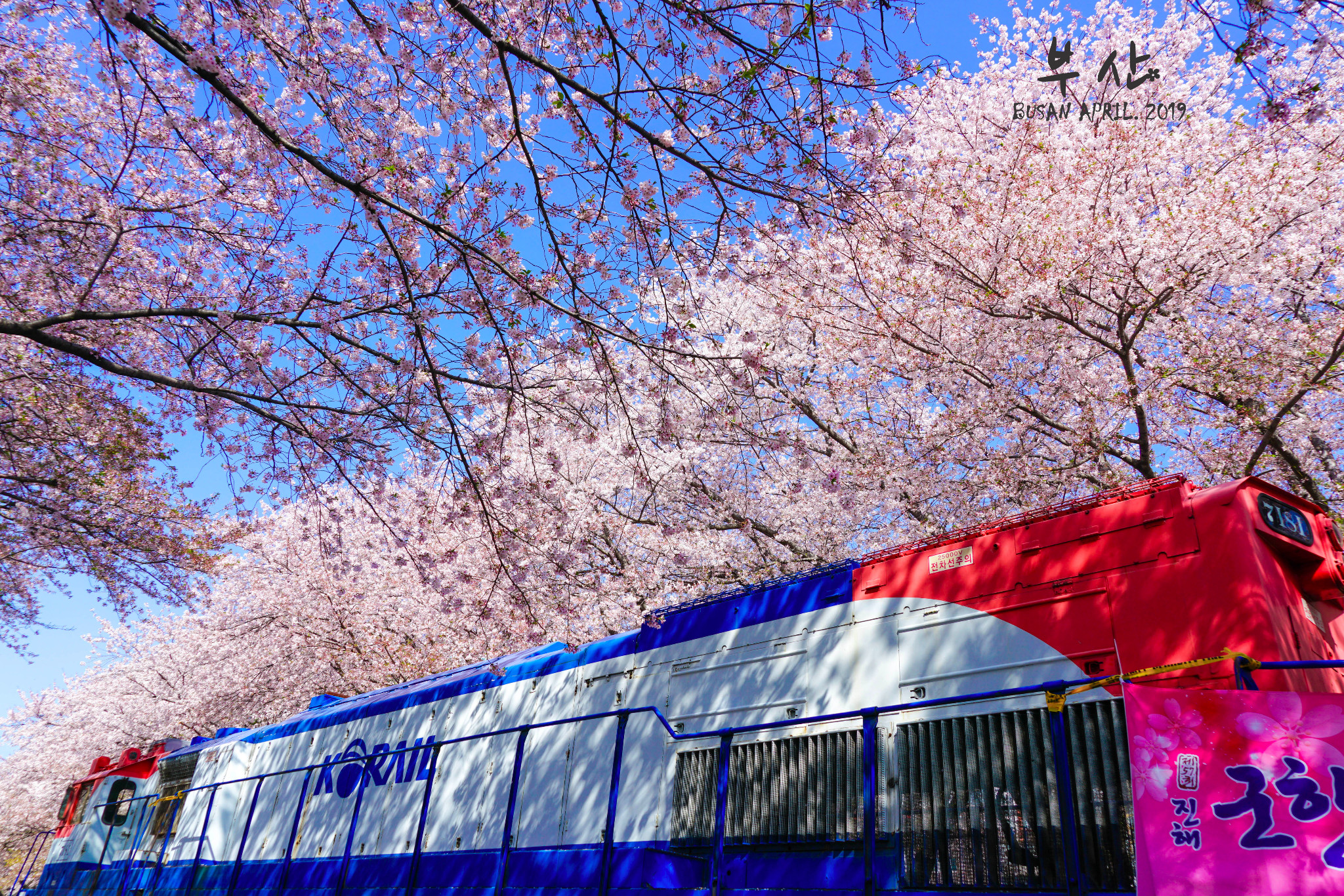 是樱花呀！这是釜山被加持过的粉色浪漫（镇海、釜山4日赏樱之旅）_游记