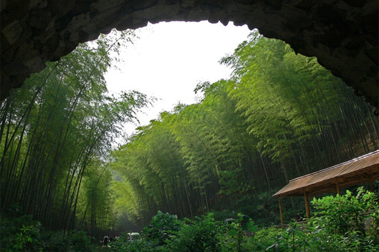 无锡宜兴竹海风景区门票(竹海随山势而起伏)