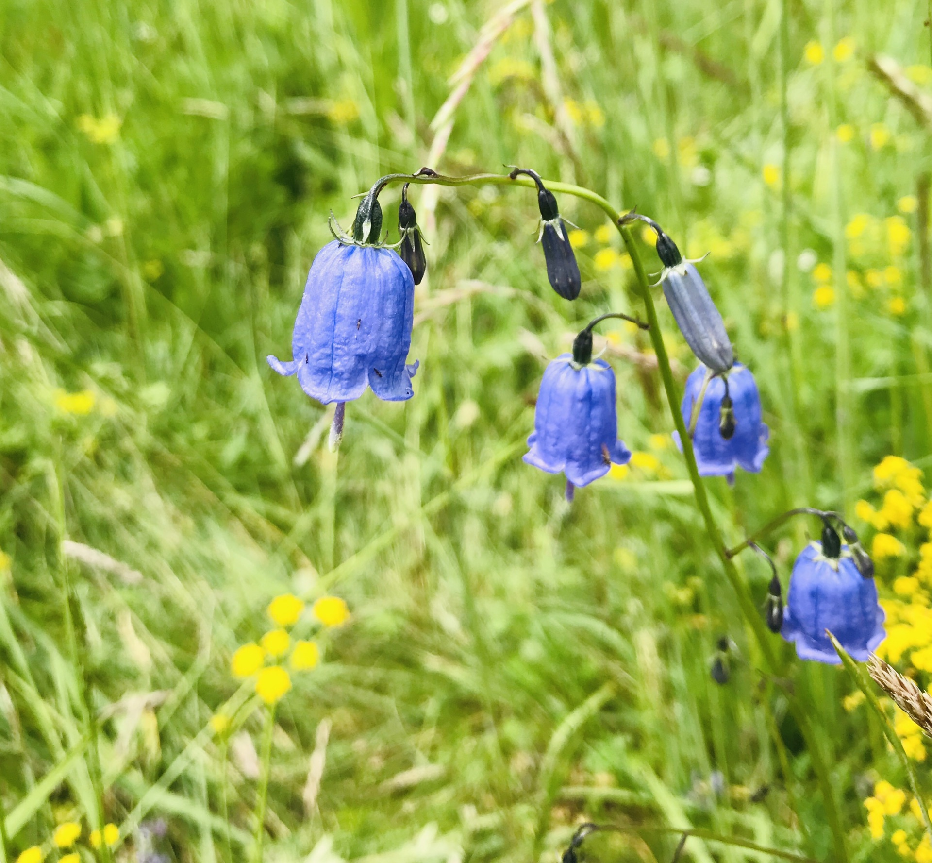 ·从西安到甘南，遇见云朵和山川_游记