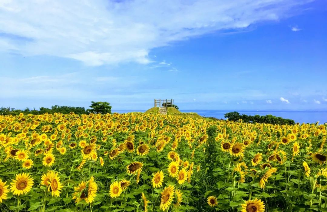 「八月花田」叶月的向日葵