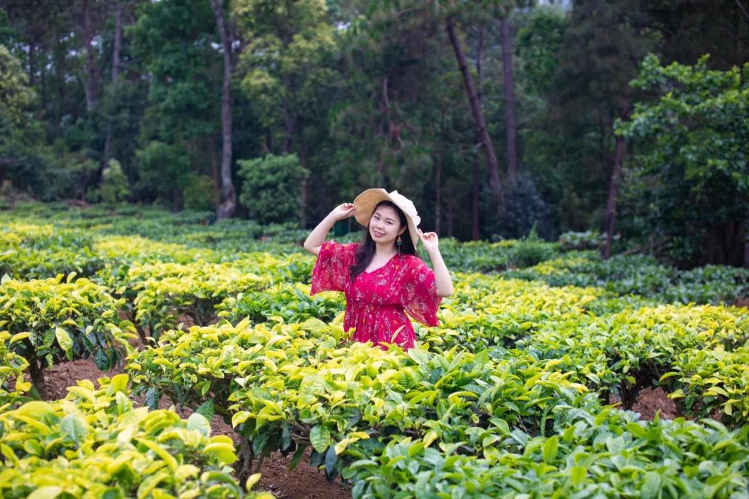 4天3晚游普洱，逛傣族村寨、泡山间温泉、品特...