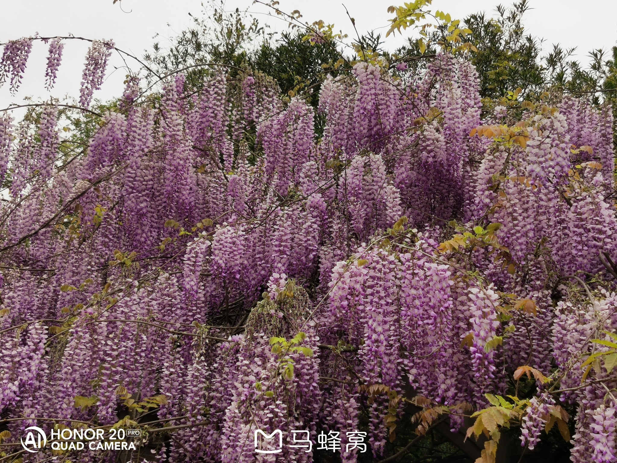 杨浦公园的紫藤花