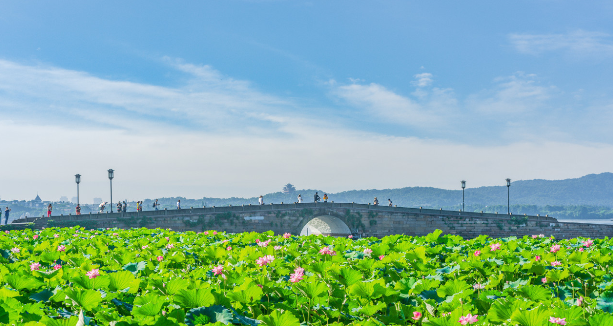 西湖之美,美在孤山,亦是老杭州人夏天最佳赏荷之地