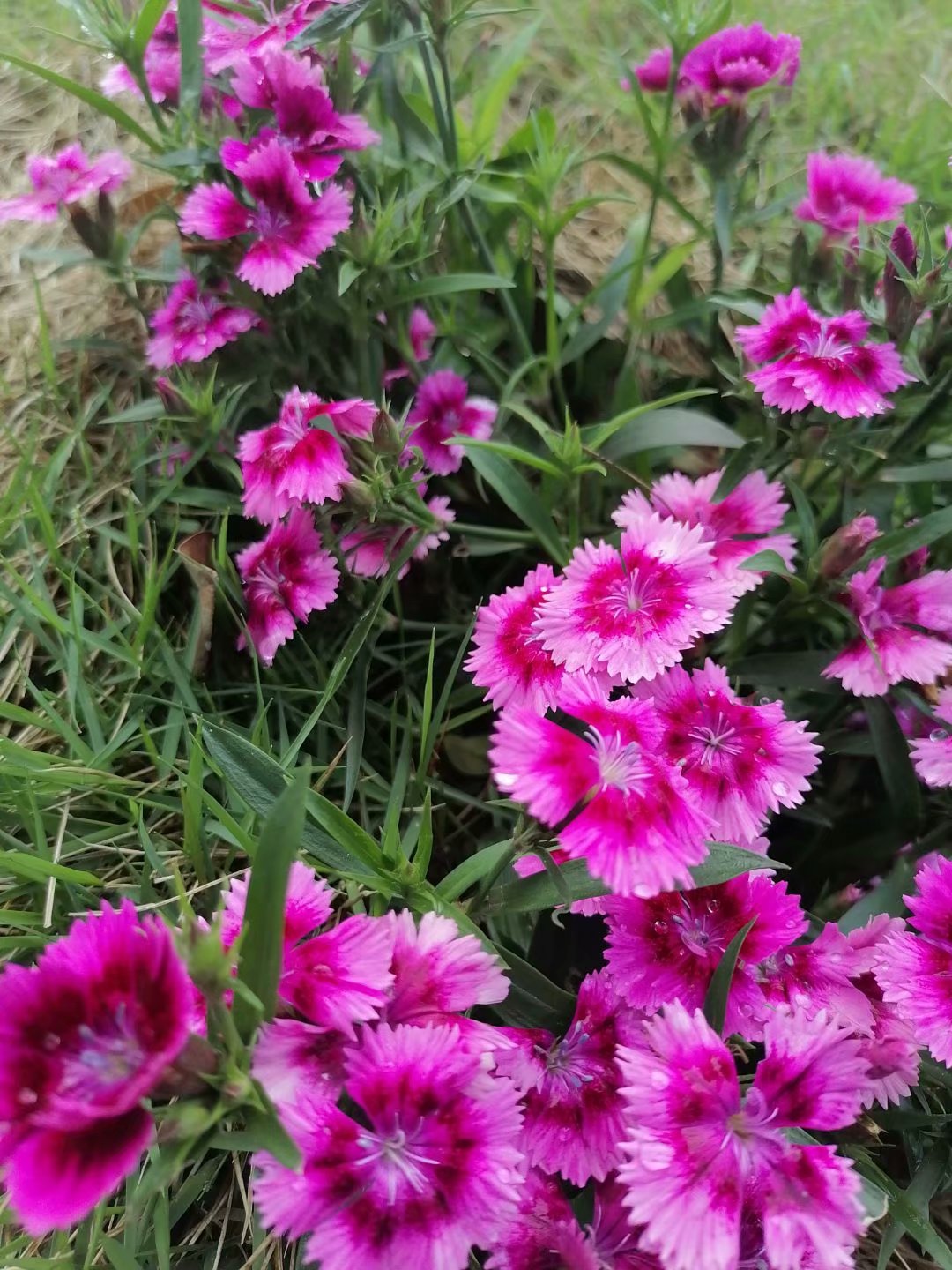 长沙金井龙头尖登山看风起云涌、百花争艳