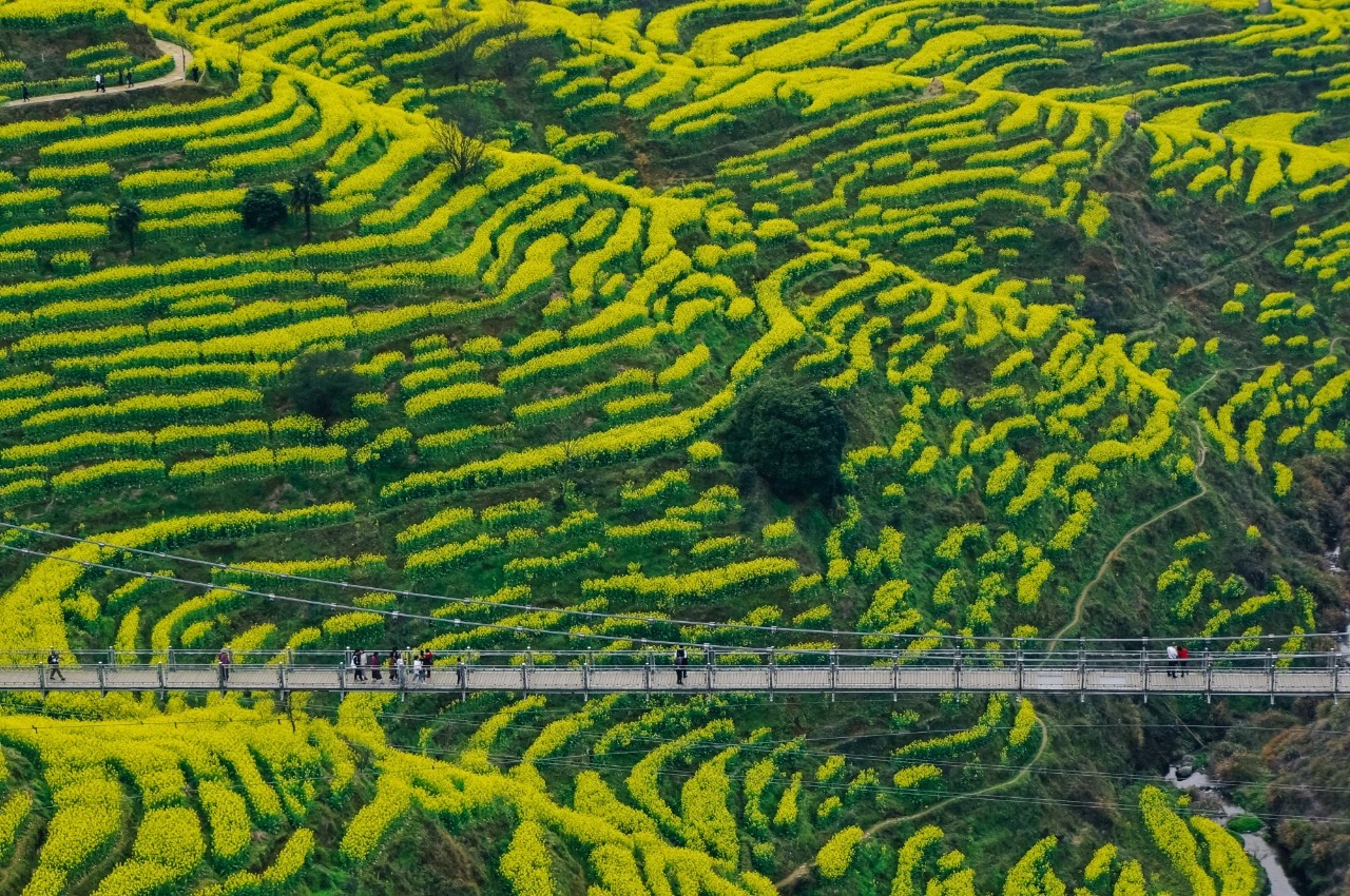 篁岭简介: 挂在山崖上的篁岭古村,属典型山居村落,是婺源东线的景区