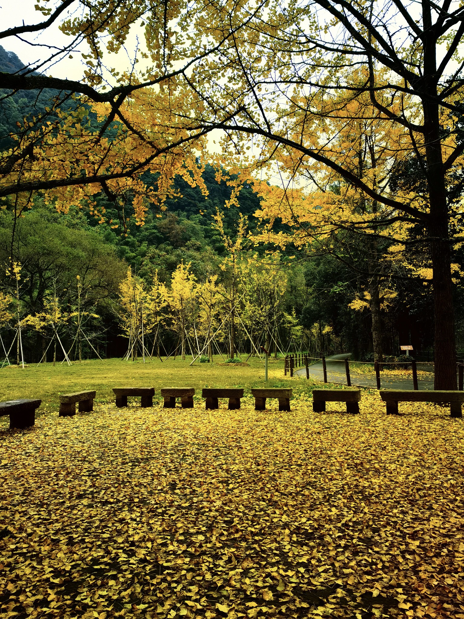 月河的酒+五泄的银杏叶=三天三夜不睡觉的小伙伴_游记
