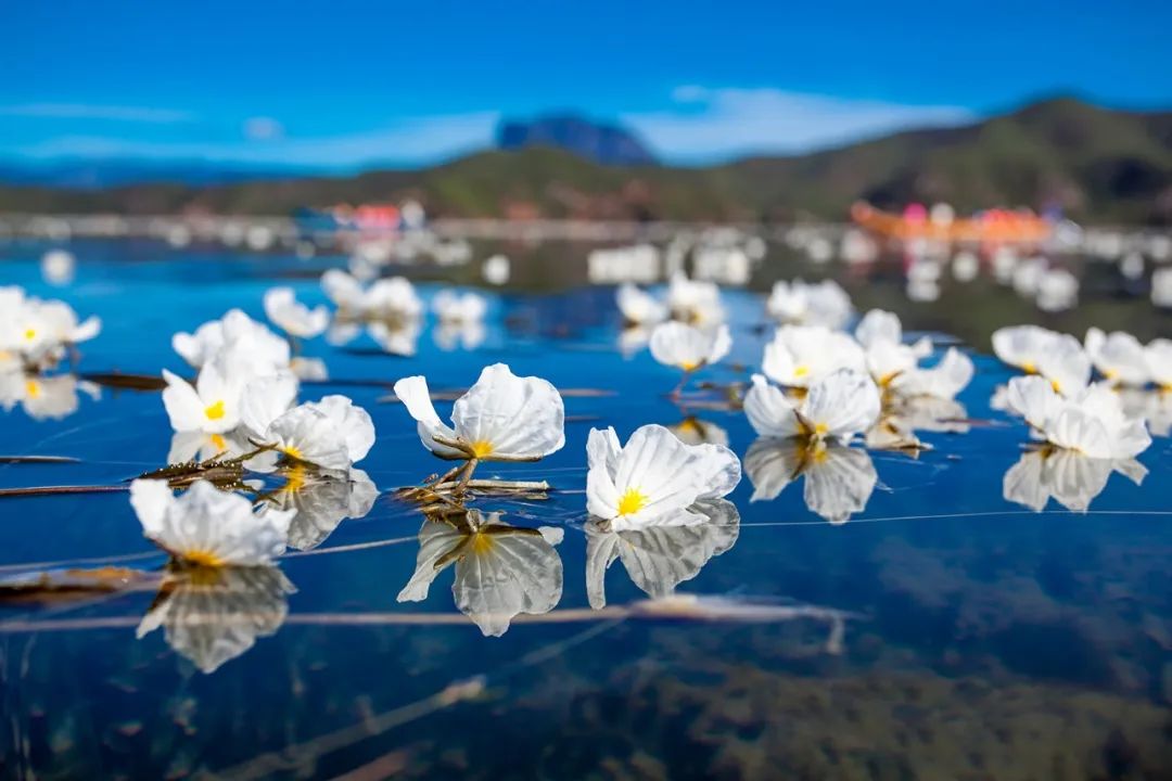 很多网友想看的泸沽湖海菜花内附大量高清美图