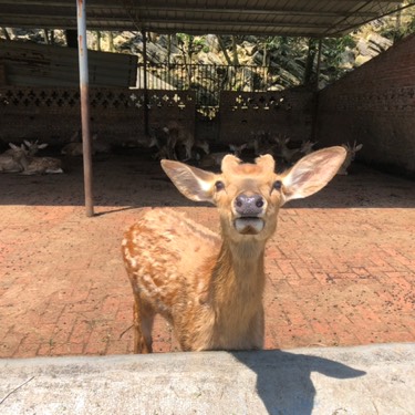 飛飛飛…