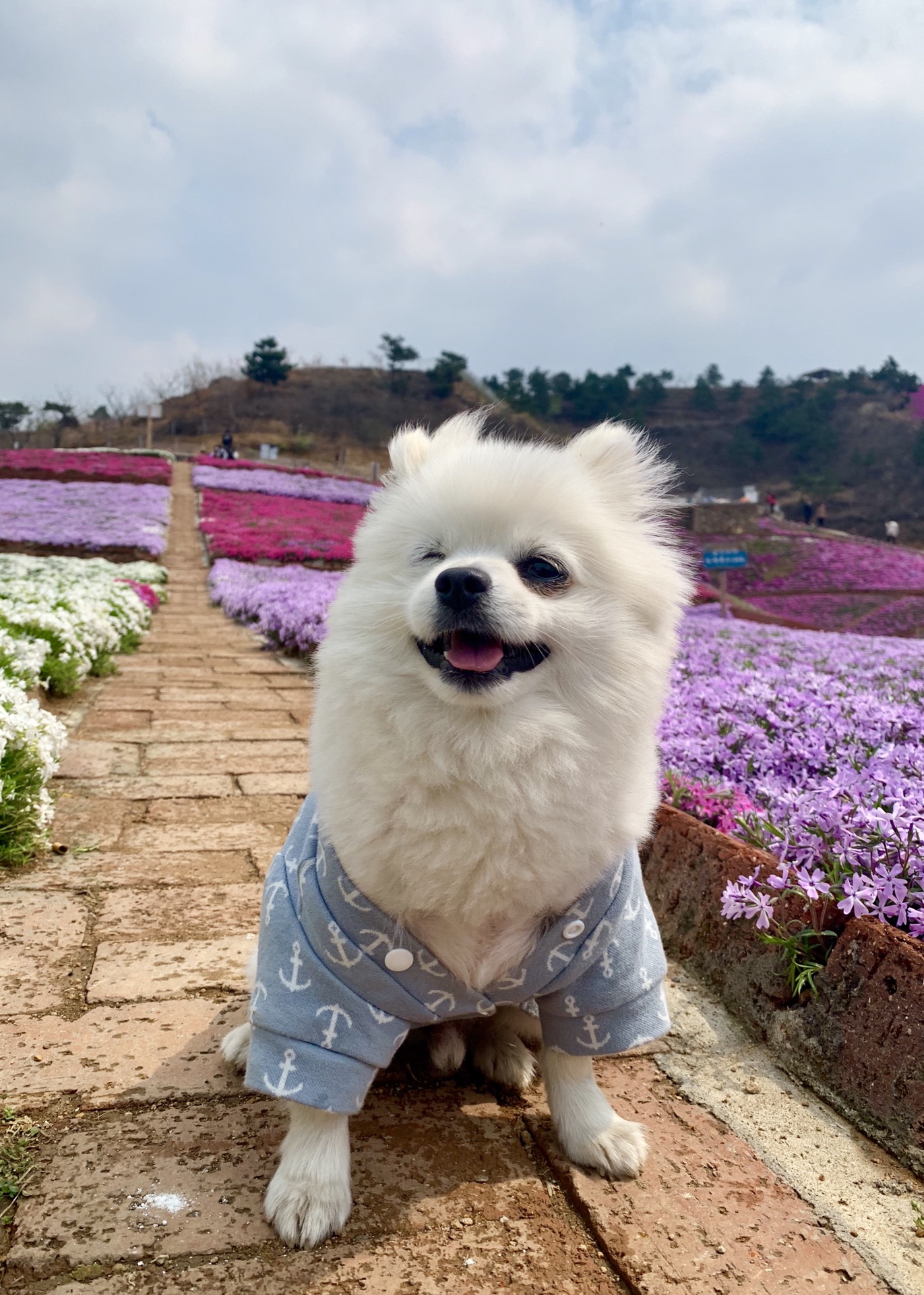 京东最美芝樱花海,迁西旅游攻略 马蜂窝