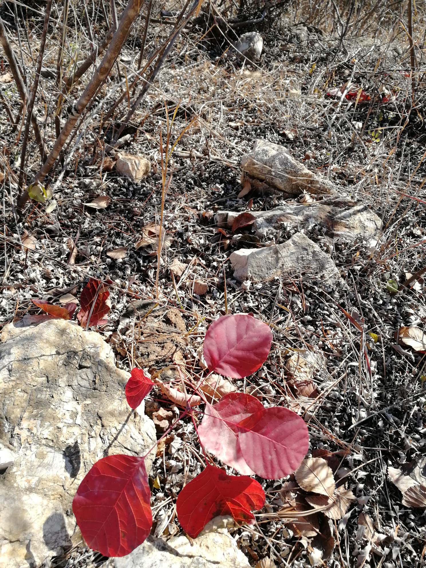 初冬的一抹红_游记