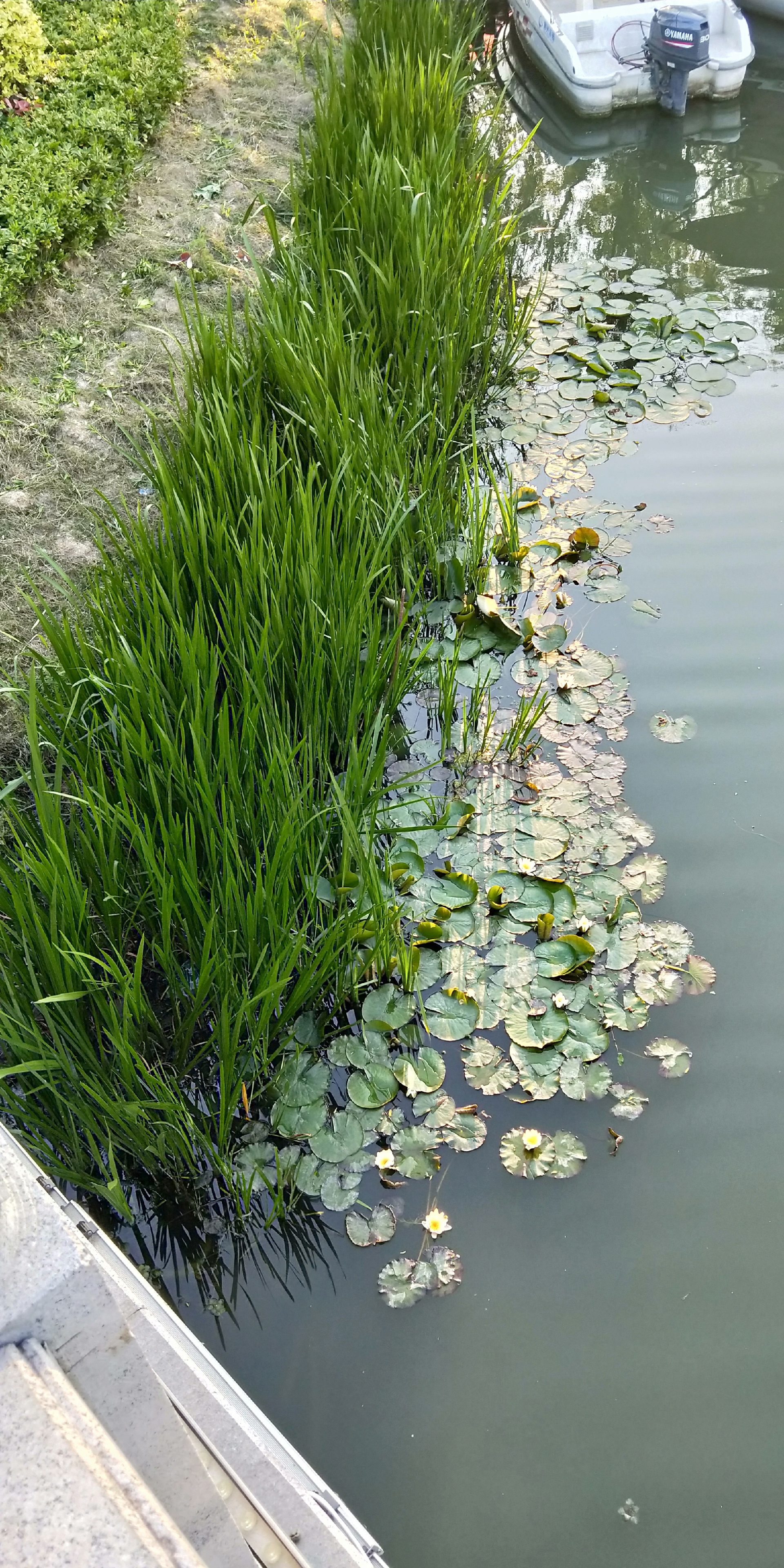 【阜宁景点图片】阜宁马家荡湿地旅...