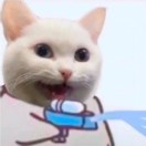 猫卜里眉