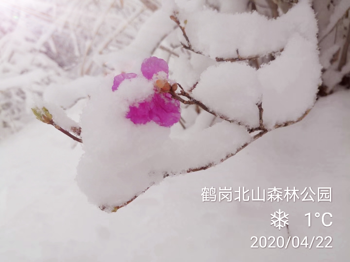 雪压枝头_游记