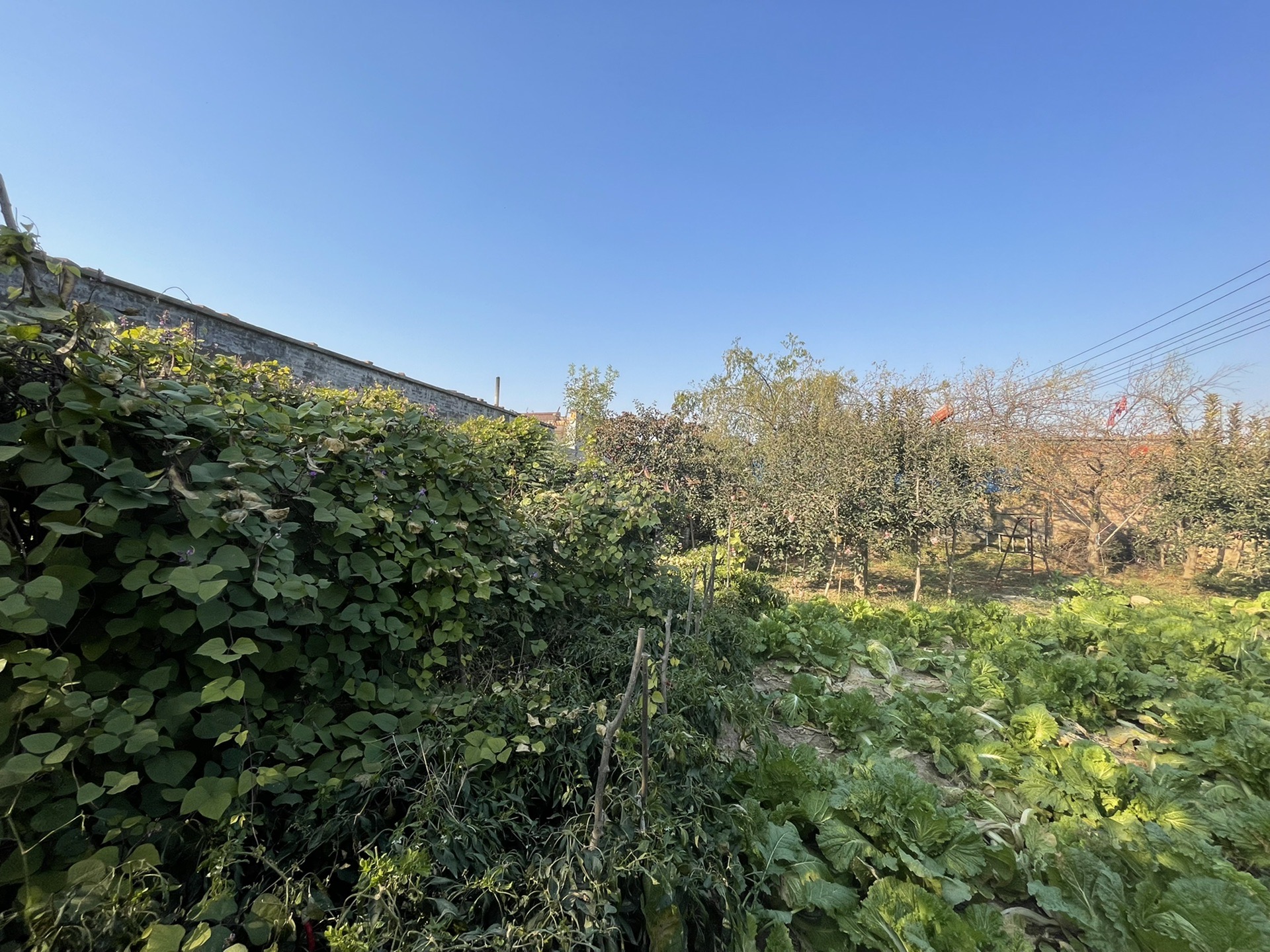 2021.10.23回老家摘苹果