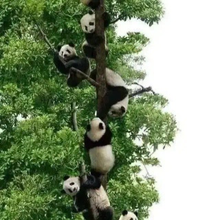 pandas