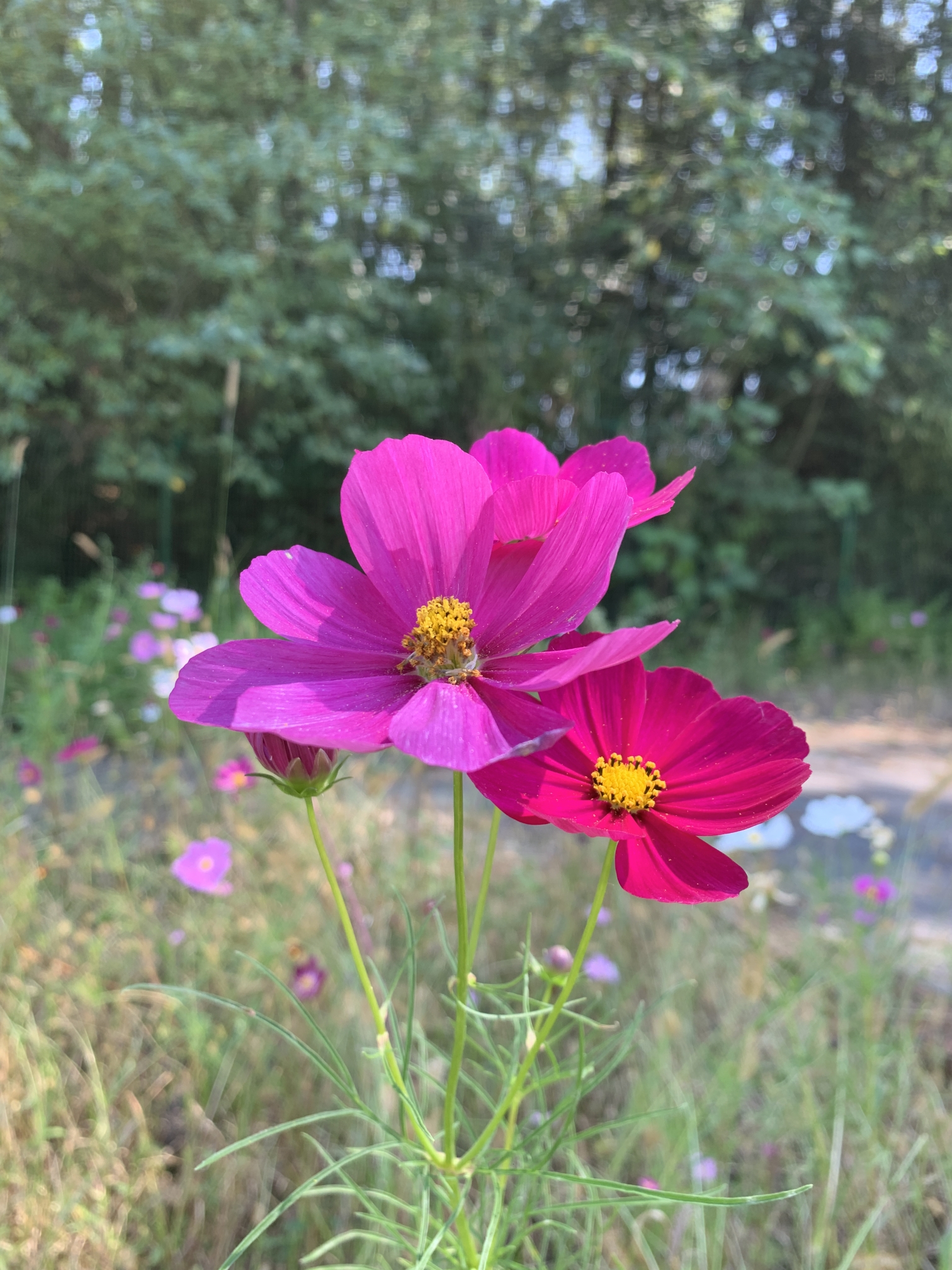 中秋回家记_游记