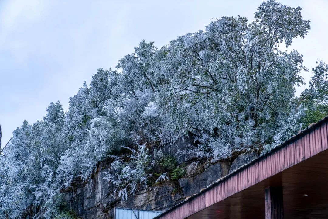 雪,是九皇山冬日的温婉