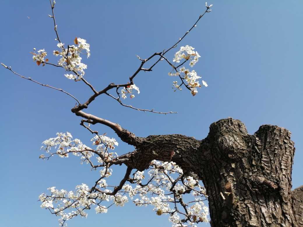 梨园看花