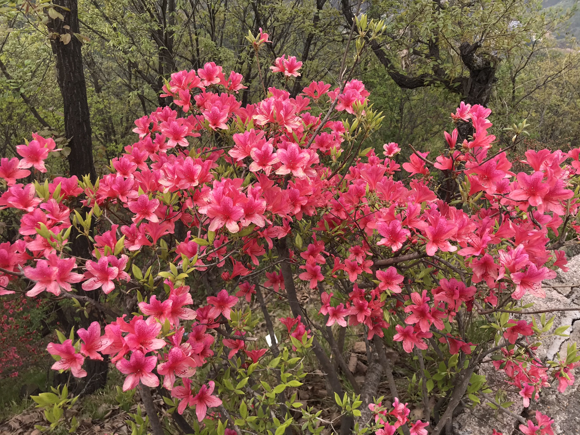 2020汝阳西泰山杜鹃花开