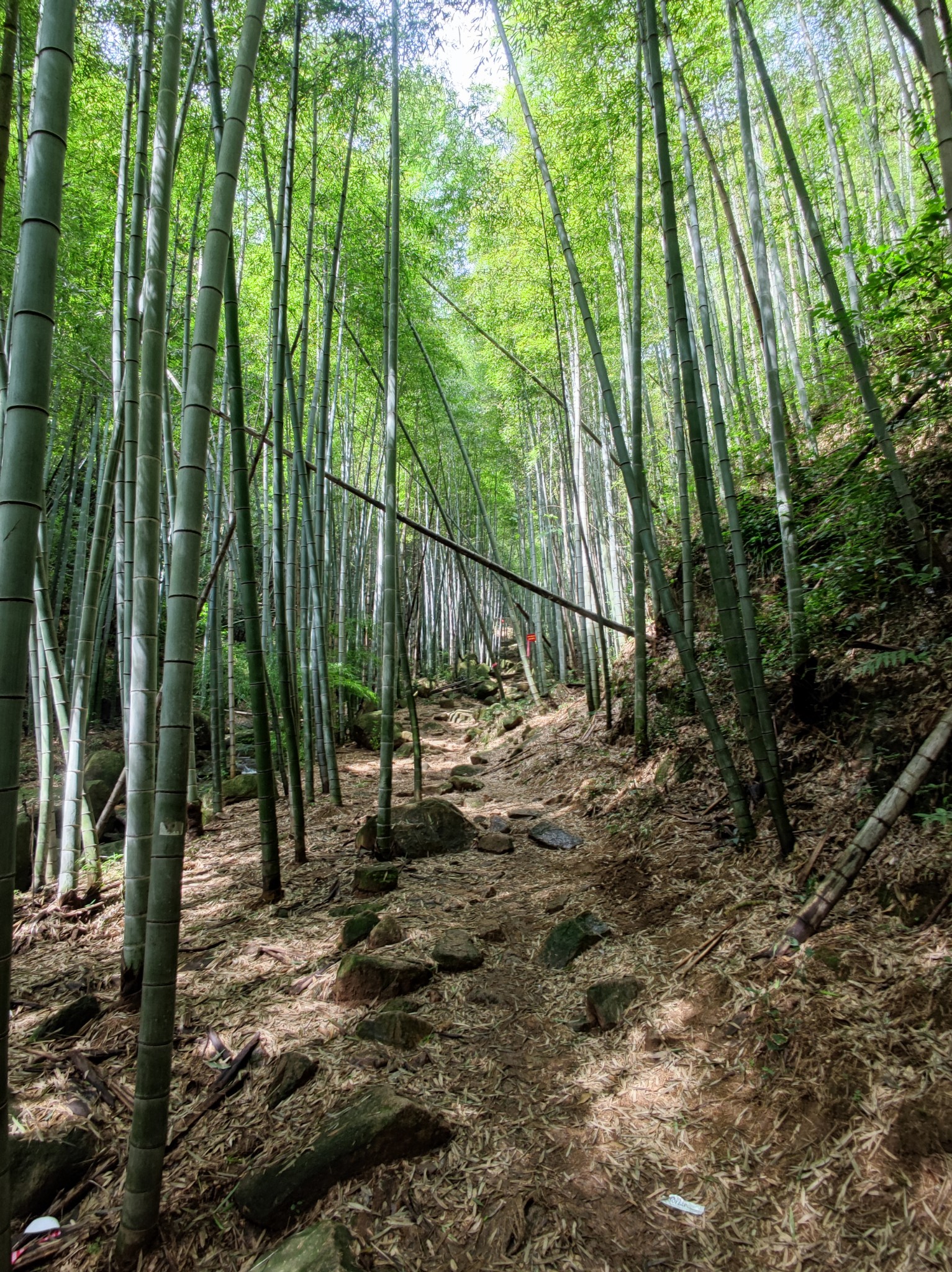 莫干山竹林国际徒步路线_游记