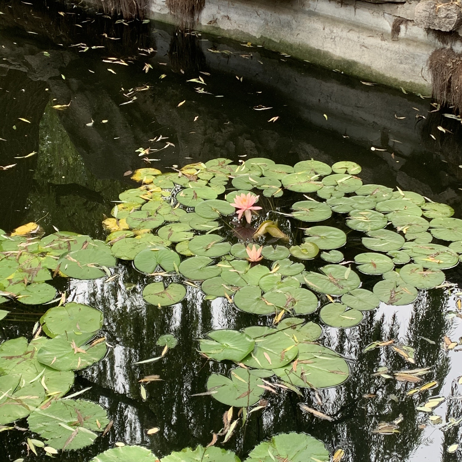 游姜太公祠_游记