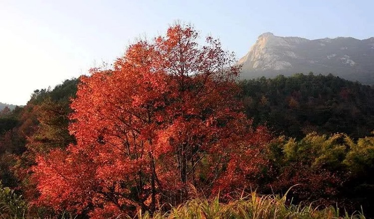 广州出发·新丰云髻山一日游·每周六发团(走进广东香格里拉-新丰云髻