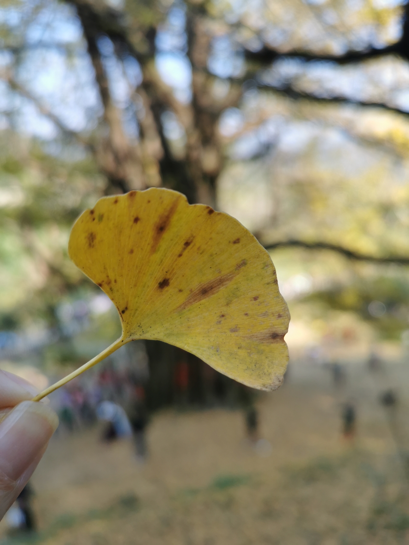 4760年古银杏树