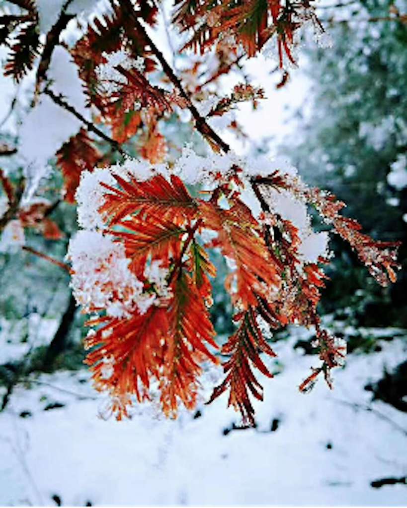 来巴山大峡谷赏红叶与初雪，看古巴文化《梦回...